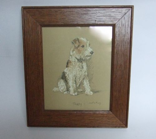 A Delightful Lucy Dawson Vintage Print of a Wire Haired Terrier 'Taffy'.