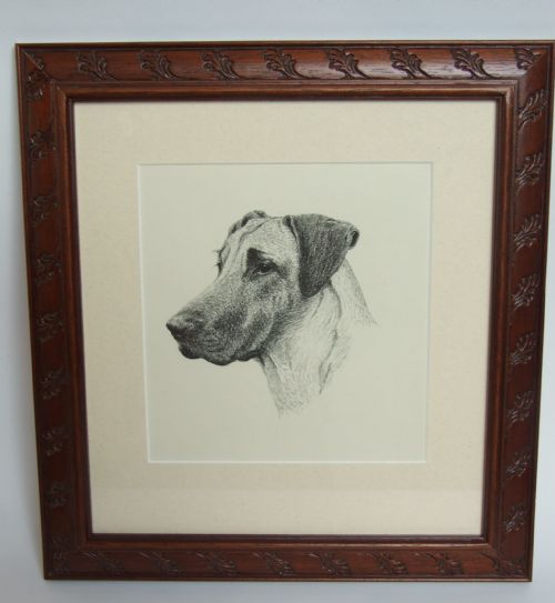 A Handsome Vintage Print of a Great Dane.