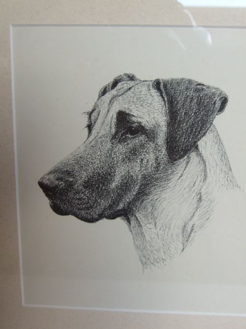 fig 1. A handsome vintage print of a great Dane.