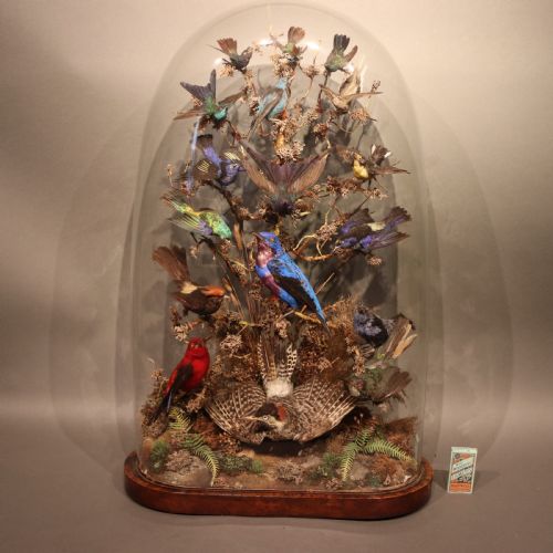 large victorian dome of taxidermy - CATEGORY: ANTIQUE MISCELLANEOUS - DATED 1870