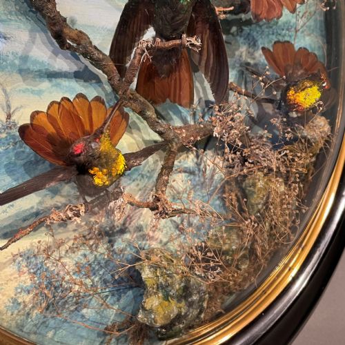 VICTORIAN TAXIDERMY WALL DOME BY JAMES GARDNER LONDON CIRCA 1875 - ADDITIONAL PHOTO 2