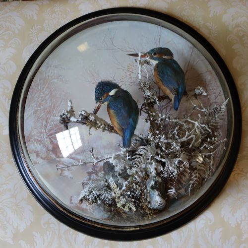 taxidermy a pair of kingfishers by p spicer of leamington circa 18971904 - CATEGORY: ANTIQUE MISCELLANEOUS - DATED 1900