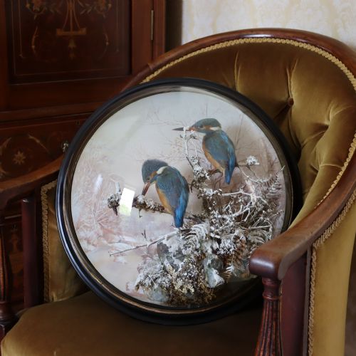 TAXIDERMY A PAIR OF KINGFISHERS BY P SPICER OF LEAMINGTON CIRCA 18971904 - ADDITIONAL PHOTO 1