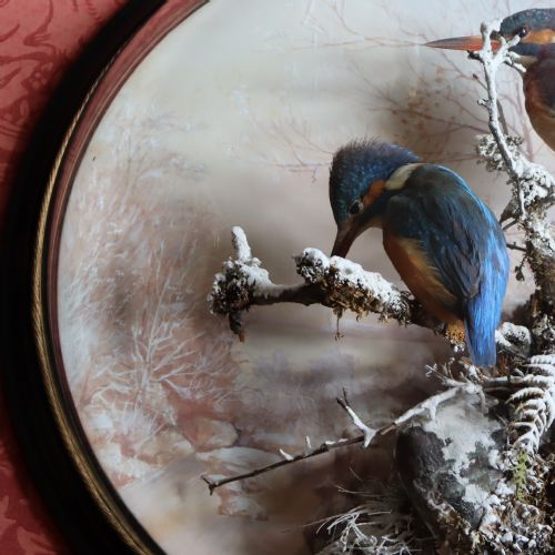 TAXIDERMY A PAIR OF KINGFISHERS BY P SPICER OF LEAMINGTON CIRCA 18971904 - ADDITIONAL PHOTO 2