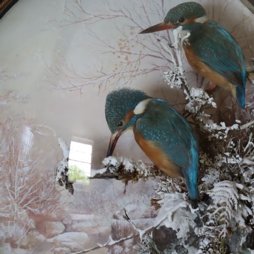TAXIDERMY A PAIR OF KINGFISHERS BY P SPICER OF LEAMINGTON CIRCA 18971904 - ADDITIONAL PHOTO 3
