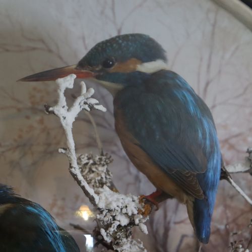 TAXIDERMY A PAIR OF KINGFISHERS BY P SPICER OF LEAMINGTON CIRCA 18971904 - ADDITIONAL PHOTO 4