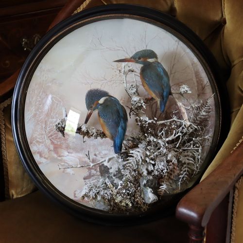 TAXIDERMY A PAIR OF KINGFISHERS BY P SPICER OF LEAMINGTON CIRCA 18971904 - ADDITIONAL PHOTO 5