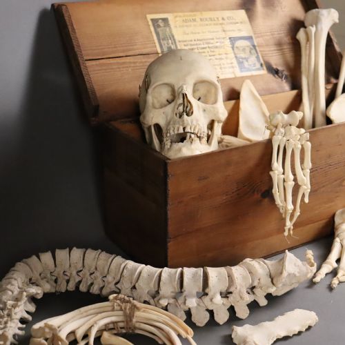ADAM ROUILLY CO NATURAL BONE HUMAN SKELETON CIRCA 1920 - ADDITIONAL PHOTO 4