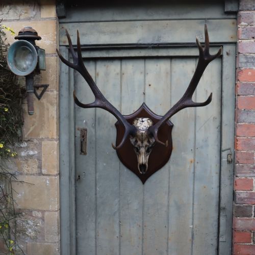 circa 1900 red deer antlers taxidermy - CATEGORY: ANTIQUE MISCELLANEOUS - DATED 1900
