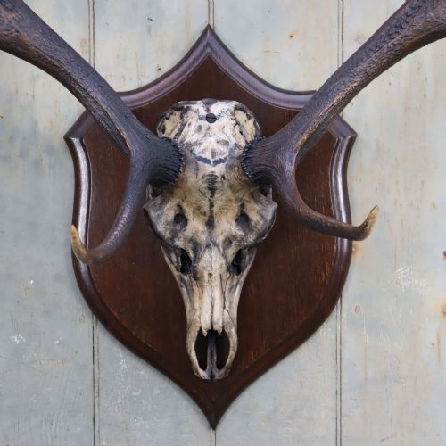 CIRCA 1900 RED DEER ANTLERS TAXIDERMY - ADDITIONAL PHOTO 1