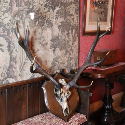 CIRCA 1900 RED DEER ANTLERS TAXIDERMY - ADDITIONAL PHOTO 2
