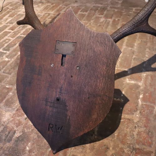 CIRCA 1900 RED DEER ANTLERS TAXIDERMY - ADDITIONAL PHOTO 3