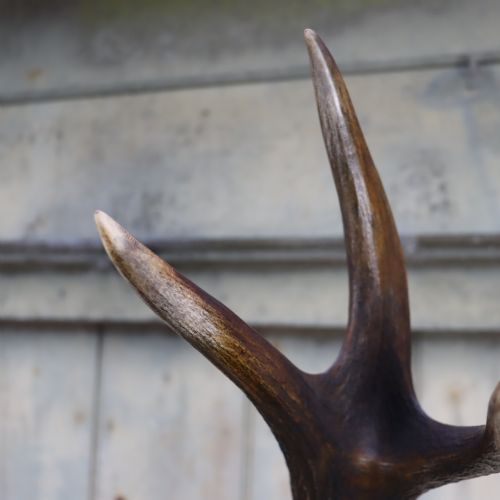 CIRCA 1900 RED DEER ANTLERS TAXIDERMY - ADDITIONAL PHOTO 4