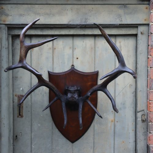 large set of red deer antlers taxidermy - CATEGORY: ANTIQUE MISCELLANEOUS - DATED 1900