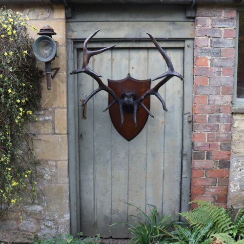 LARGE SET OF RED DEER ANTLERS TAXIDERMY - ADDITIONAL PHOTO 1