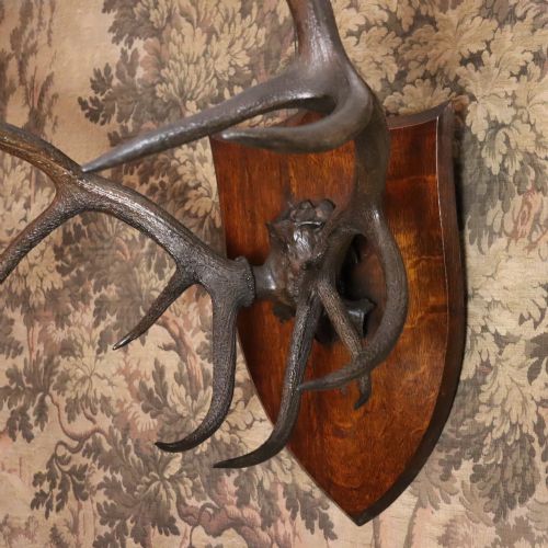 LARGE SET OF RED DEER ANTLERS TAXIDERMY - ADDITIONAL PHOTO 2
