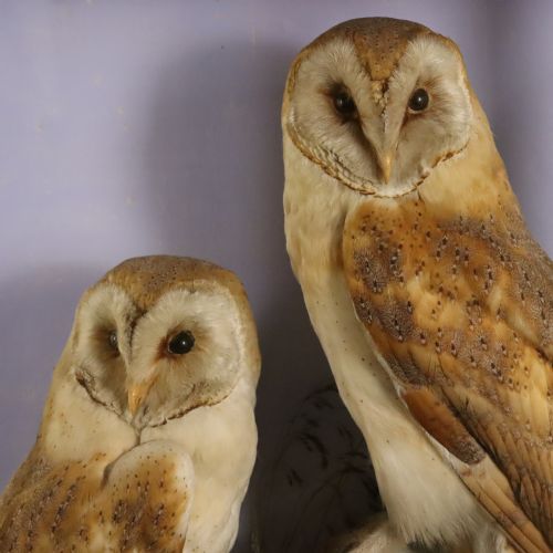TAXIDERMY A PAIR OF BARN OWLS BY HUTCHINGS OF ABERYSTWYTH - ADDITIONAL PHOTO 1