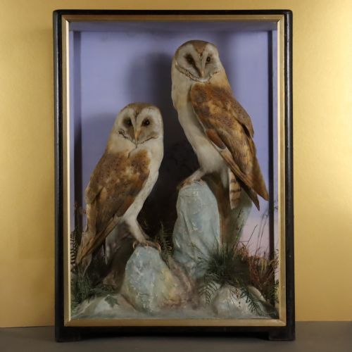 TAXIDERMY A PAIR OF BARN OWLS BY HUTCHINGS OF ABERYSTWYTH - ADDITIONAL PHOTO 2
