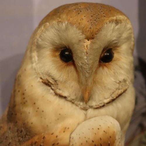 TAXIDERMY A PAIR OF BARN OWLS BY HUTCHINGS OF ABERYSTWYTH - ADDITIONAL PHOTO 3