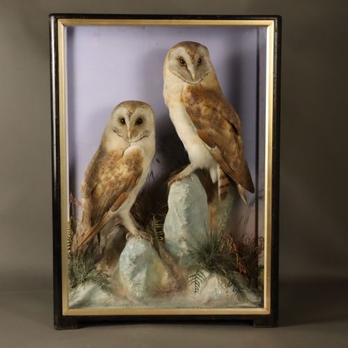 TAXIDERMY A PAIR OF BARN OWLS BY HUTCHINGS OF ABERYSTWYTH - ADDITIONAL PHOTO 6