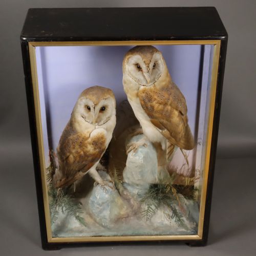 TAXIDERMY A PAIR OF BARN OWLS BY HUTCHINGS OF ABERYSTWYTH - ADDITIONAL PHOTO 7