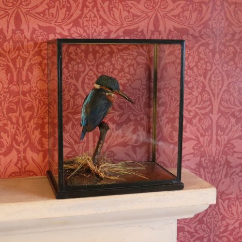 TAXIDERMY KINGFISHER BY ROWLAND WARD - ADDITIONAL PHOTO 2
