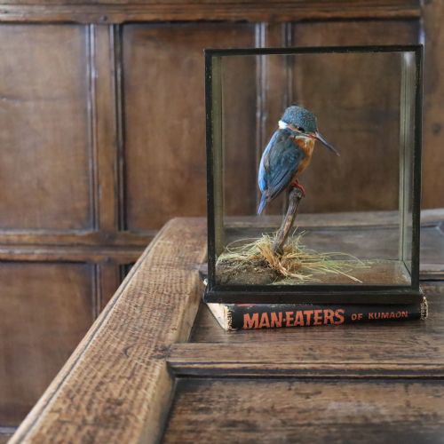 TAXIDERMY KINGFISHER BY ROWLAND WARD - ADDITIONAL PHOTO 3