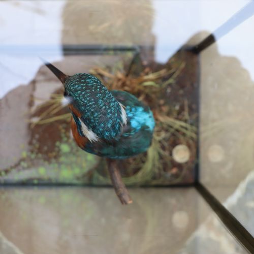 TAXIDERMY KINGFISHER BY ROWLAND WARD - ADDITIONAL PHOTO 4