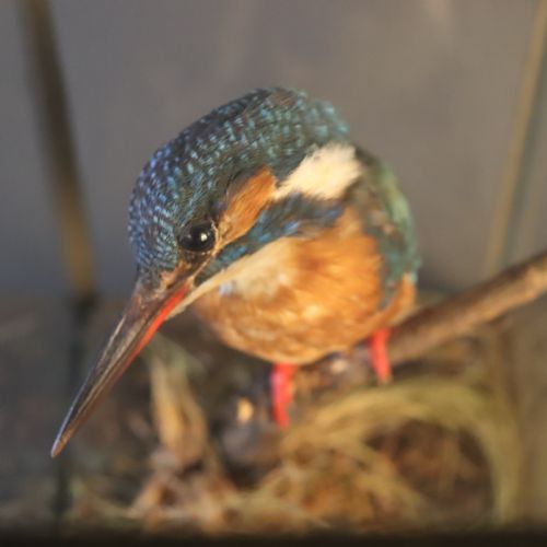 TAXIDERMY KINGFISHER BY ROWLAND WARD - ADDITIONAL PHOTO 6