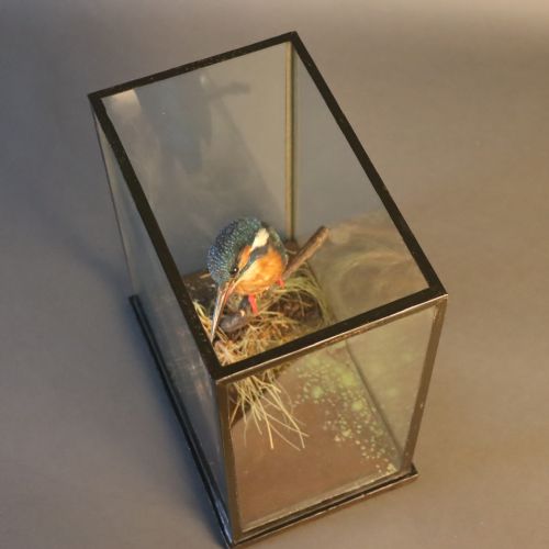 TAXIDERMY KINGFISHER BY ROWLAND WARD - ADDITIONAL PHOTO 7