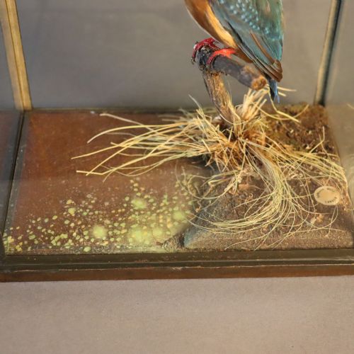 TAXIDERMY KINGFISHER BY ROWLAND WARD - ADDITIONAL PHOTO 8