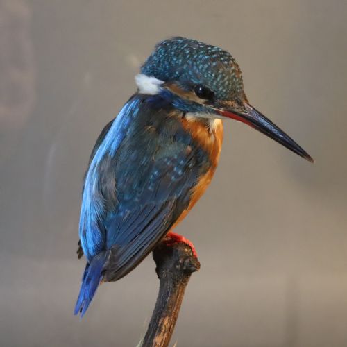 TAXIDERMY KINGFISHER BY ROWLAND WARD - ADDITIONAL PHOTO 9