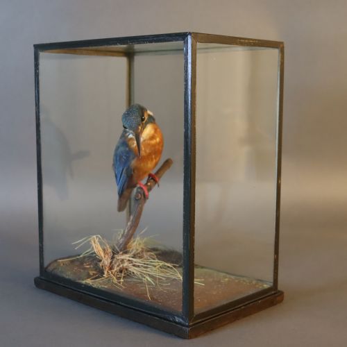 TAXIDERMY KINGFISHER BY ROWLAND WARD - ADDITIONAL PHOTO 10