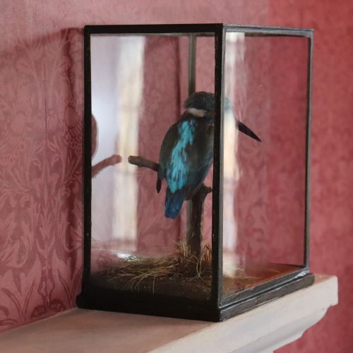 TAXIDERMY KINGFISHER BY ROWLAND WARD - ADDITIONAL PHOTO 11