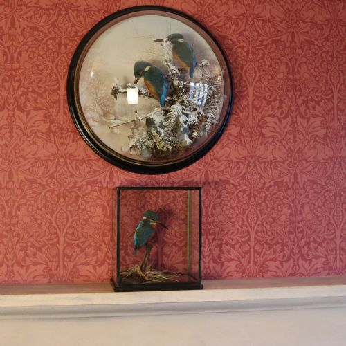 TAXIDERMY KINGFISHER BY ROWLAND WARD - ADDITIONAL PHOTO 12