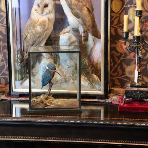 TAXIDERMY KINGFISHER BY ROWLAND WARD - ADDITIONAL PHOTO 13