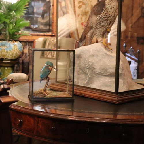 TAXIDERMY KINGFISHER BY ROWLAND WARD - ADDITIONAL PHOTO 14