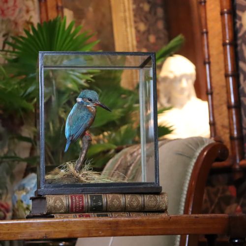 TAXIDERMY KINGFISHER BY ROWLAND WARD - ADDITIONAL PHOTO 16