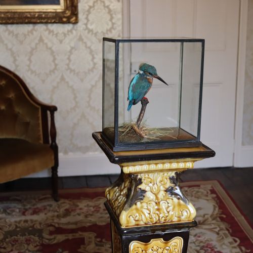 taxidermy kingfisher by rowland ward - CATEGORY: ANTIQUE MISCELLANEOUS - DATED 1900
