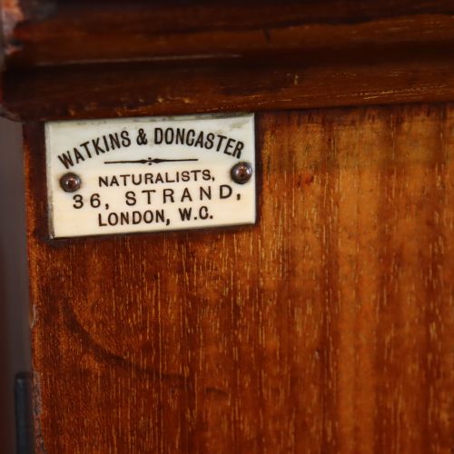 UNUSUAL WATKINS DONCASTER ENTOMOLOGY MUSEUM SPECIMEN CABINET - ADDITIONAL PHOTO 2