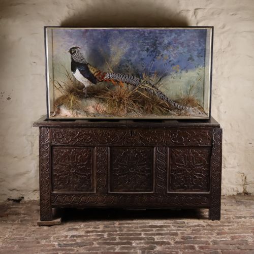 taxidermy lady amherst pheasant by peter spicer sons leamington spa - CATEGORY: ANTIQUE MISCELLANEOUS - DATED 1910
