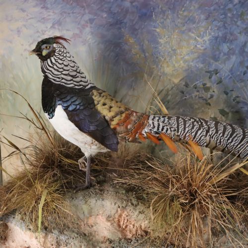 TAXIDERMY LADY AMHERST PHEASANT BY PETER SPICER SONS LEAMINGTON SPA - ADDITIONAL PHOTO 1