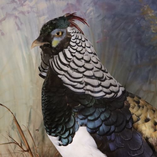 TAXIDERMY LADY AMHERST PHEASANT BY PETER SPICER SONS LEAMINGTON SPA - ADDITIONAL PHOTO 3
