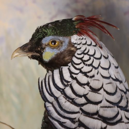 TAXIDERMY LADY AMHERST PHEASANT BY PETER SPICER SONS LEAMINGTON SPA - ADDITIONAL PHOTO 4