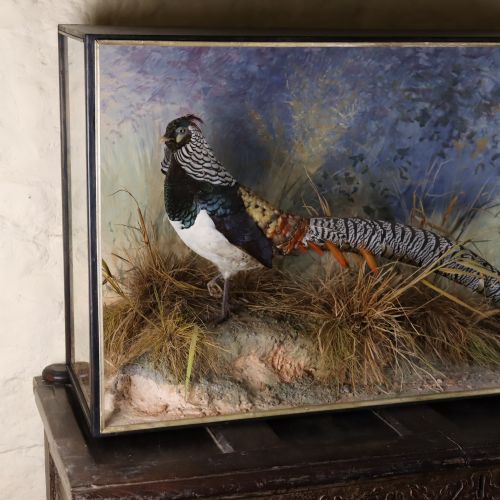 TAXIDERMY LADY AMHERST PHEASANT BY PETER SPICER SONS LEAMINGTON SPA - ADDITIONAL PHOTO 5
