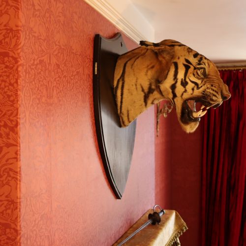fig 1. Taxidermy - Van Ingen snarling tiger trophy dated 1936