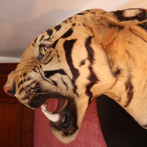 fig 2. Taxidermy - Van Ingen snarling tiger trophy dated 1936