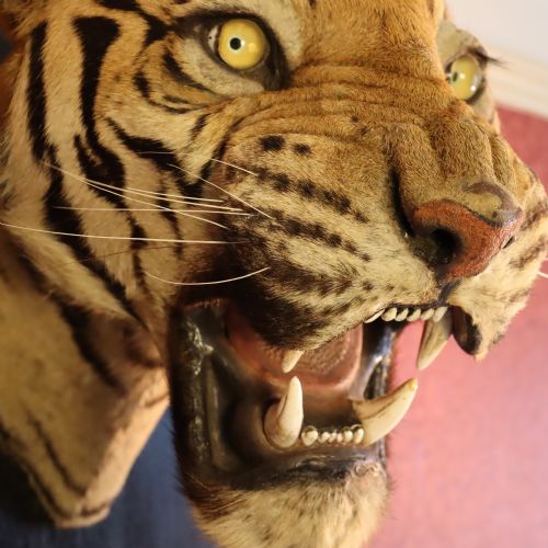 fig 4. Taxidermy - Van Ingen snarling tiger trophy dated 1936