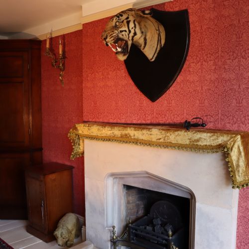 fig 5. Taxidermy - Van Ingen snarling tiger trophy dated 1936