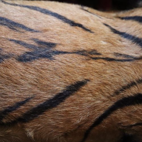 fig 8. Taxidermy - Van Ingen snarling tiger trophy dated 1936